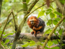 A Golden-headed Lion Tamarin Eating Food In The Trees At The Apenheul In The Netherlands.