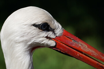 Poster - Closeup shot of a beautiful white stork bird in the park - wildlife