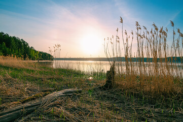 Wall Mural - Morning landscape, pink dawn on the Kama River, sunlight through the tall reeds on the shore.