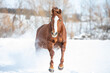 Chestnut horse galloping through the snow 