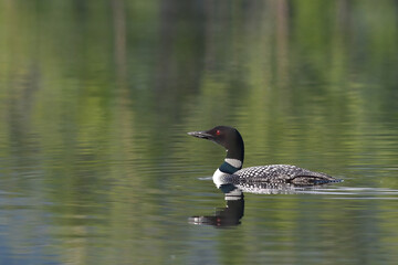 Wall Mural - A common loon (Gavia immer) patrols the shoreline of Alaska's Reflections Lake