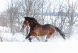 Dark brown horse running through a snowy field 