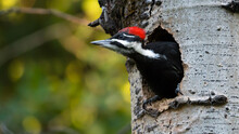 Female Pileated Woodpecker (Dryocopus Pileatus) Bird Nesting In A Tree Trunk Canadian Wildlife Background