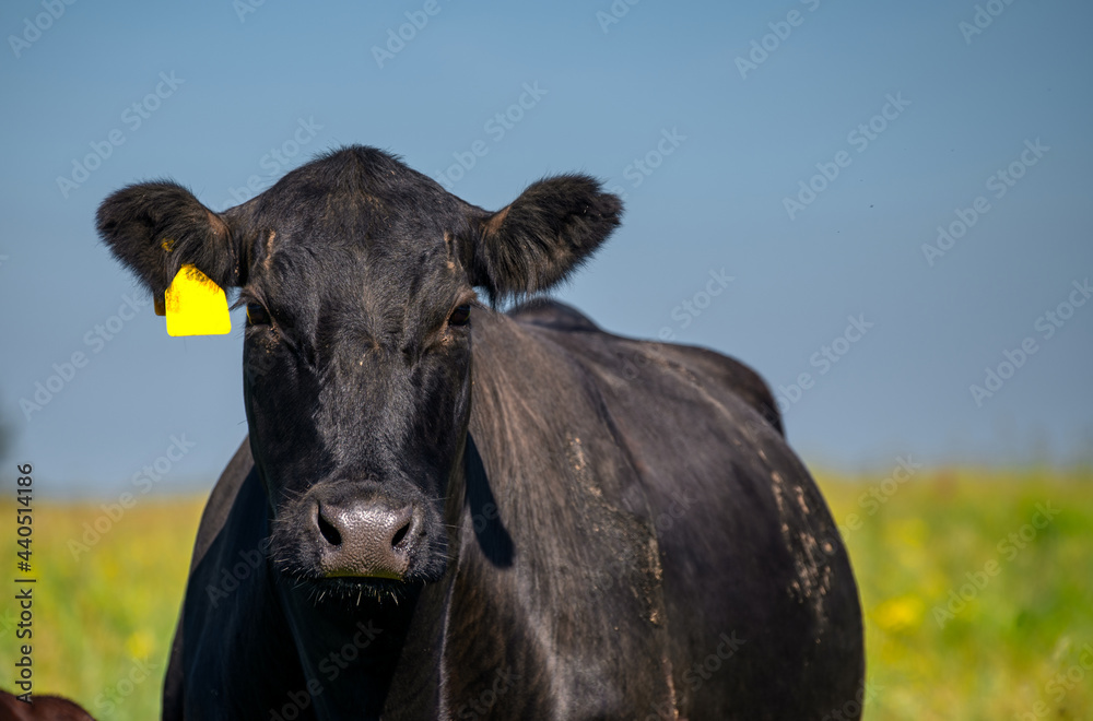 A black cow grazes on a green meadow. Summer sunny day. Stock Photo ...