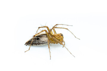 Wall Mural - Image of lynx spider (hamadruas sp.) on white background. Insect. Animal