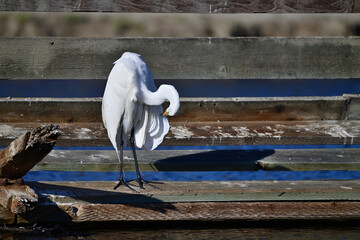 Wall Mural - Great Egret -  Ardea alba