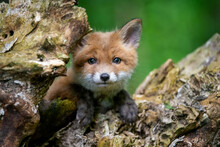 Red Fox, Vulpes Vulpes, Small Young Cub In Forest. Cute Little Wild Predators In Natural Environment