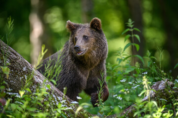 Wild Brown Bear in the summer forest. Animal in natural habitat. Wildlife scene