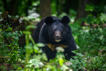 Wall Mural - asiatic black bear (ursus thibetanus) in summer forest. wildlife scene from nature