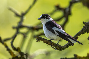 Naklejka na meble Halsbandschnäpper (Ficedula albicollis) Männchen