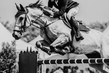 Horse Jumping, Equestrian Sports, Show Jumping Themed Photo.