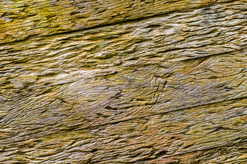 Old Wood Texture/ Wood Texture/ abstract natural background surface old natural pattern