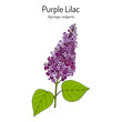 Purple lilac Syringa vulgaris state flower of New Hampshire.