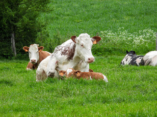 Wall Mural - herd of cows anf calf in the field