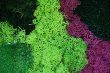 Hintergrund Gefärbtes Moos, Islandmoos In Leuchtendem Grün, Grünes Kugelmoos, Islandmoos In Pink - Background Moss, Island Moss, Colored Moss, Green And Pink