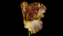 Timelapse Of Yellow Brown, Golden Iris Flower Opening, Close Up. Easter, Spring, Holidays Concept.