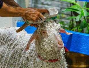 Wall Mural -  Use a brush and shampoo to clean the sheep by bathing them\Cleaning the sheep 