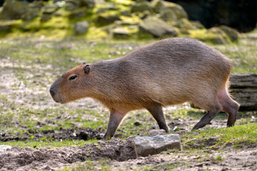 Closeup of profile capybara (Hydrochoerus hydrochaeris)  walking on grass grass