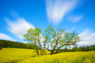 Canvas Print - Green tree in rapeseed field in early spring