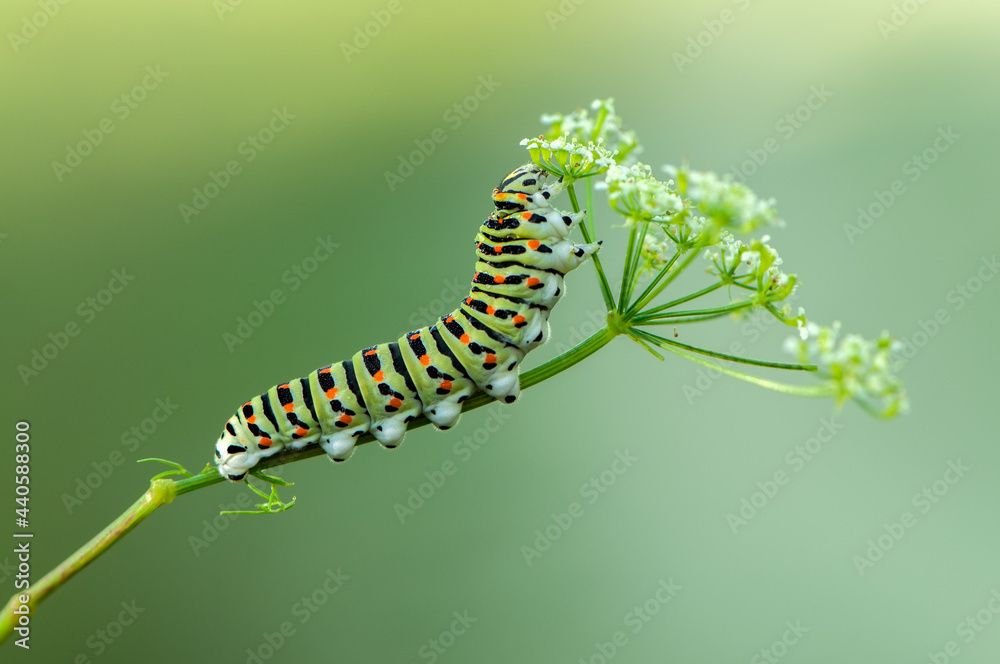 butterfly caterpillar Papilio machaon on a forest plant on a summer day - obrazy, fototapety, plakaty 