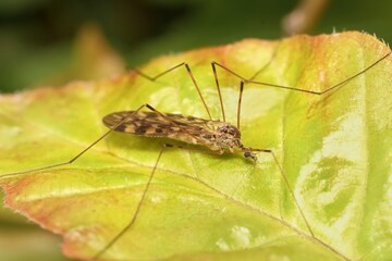 Wall Mural - insect Limoniidae on a leaf