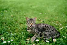 Gray Tabby Cat Lies On A Flower Meadow