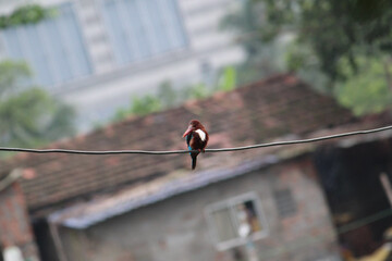 bird on a fence