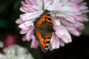 Closeiuo of orangge and black butterfly on artificial flower in a cemetery