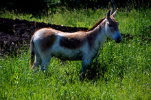 The Onager (Equus Hemionus), Also Known As Hemione Or Asiatic Wild Ass Is A Species Of The Family Equidae (horse Family) Native To Asia. 