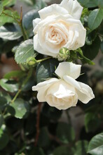 White Roses  And A Bud On A Bush On Open  Air