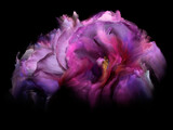 Fototapeta Tulipany - Flower Dream