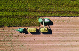 Fototapeta  - Corn harvest in the fields with transporter and harvester from above, aerial shot