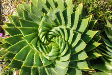 The Spiral Aloe Aloe Polyphylla Evergreen Succulent Plant