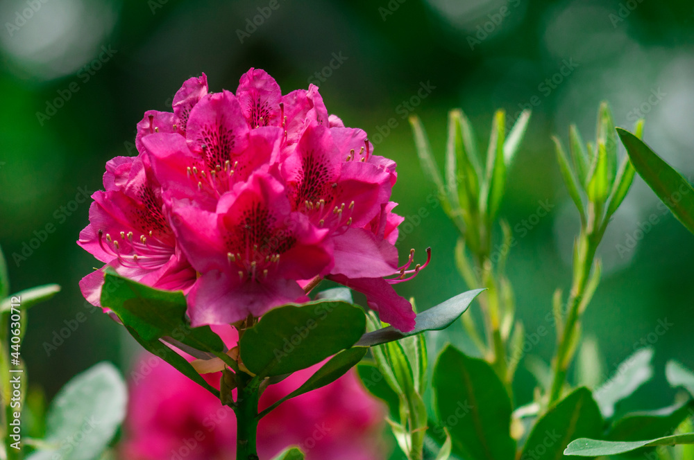 Kwiat Różanecznik, Azalia - Rhododendron - obrazy, fototapety, plakaty 