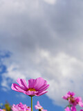 Fototapeta  - Pink color cosmos flowers in the field with bright blue sky