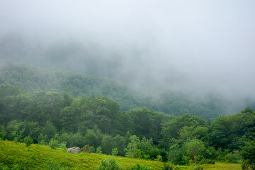 Wall Mural - fog and mist above the forest. beautiful morning nature in mountains. landscape with clouds on the s