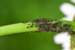 Many black aphids are on the stem of a daisy, with a few ants in between, against a green background in nature
