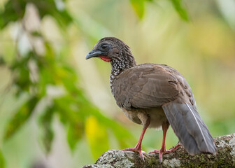 portrait of a speckled chachalaca