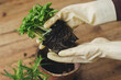 Repotting and cultivating aromatic herbs at home. Hands in gloves holding fresh green basil plant with roots and soil on background of empty pot and rosemary plant on wooden floor. Horticulture