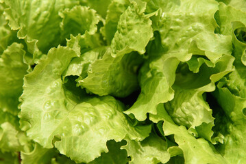 Fresh lettuce leaves, green background, organic vegetable growing in the garden