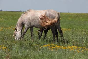 horse with foal grazing on a meadow in summer on green grass. rural landscape