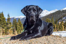 Calm, Black Labrador Retriever Dog Lays On The Dirt With The Arapaho National Forest Behind Him And The Snow-capped Rocky Mountains In The Distance.