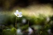 Szczawik zajęczy - leśne białe kwiaty wiosną