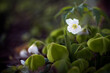 Szczawik zajęczy - leśne białe kwiaty wiosną