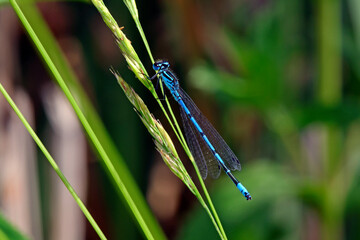 Canvas Print - Hufeisen-Azurjungfer // Azure damselfly (Coenagrion puella)