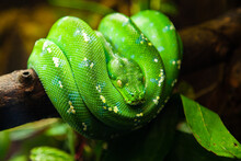 Python émeraude / Morelia Viridis 