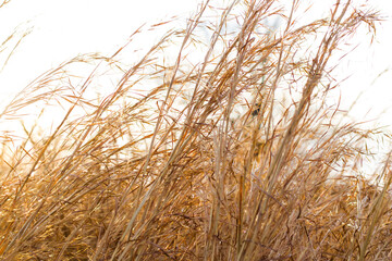 Poster - Beautiful view of dry plants and harvest field during sunset