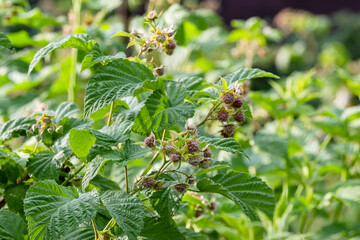 Wall Mural - Raspberries on the farm. Green raspberries.