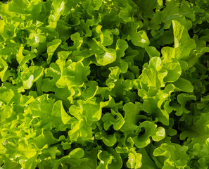 Wall Mural - Beautiful texture of green salad on the farm