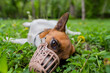 Jack Russell Terrier dog in a muzzle. A dog in a muzzle lies on the grass.